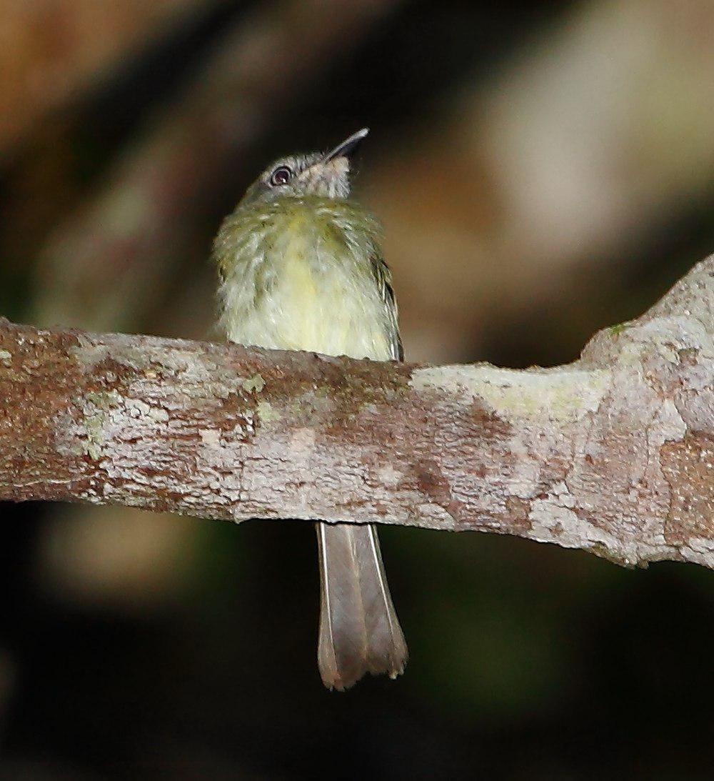 白眼哑霸鹟 / White-eyed Tody-Tyrant / Hemitriccus zosterops