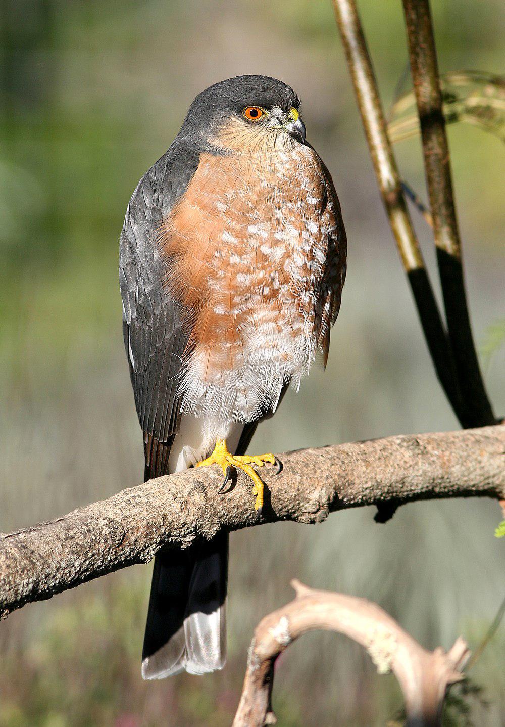 纹腹鹰 / Sharp-shinned Hawk / Accipiter striatus