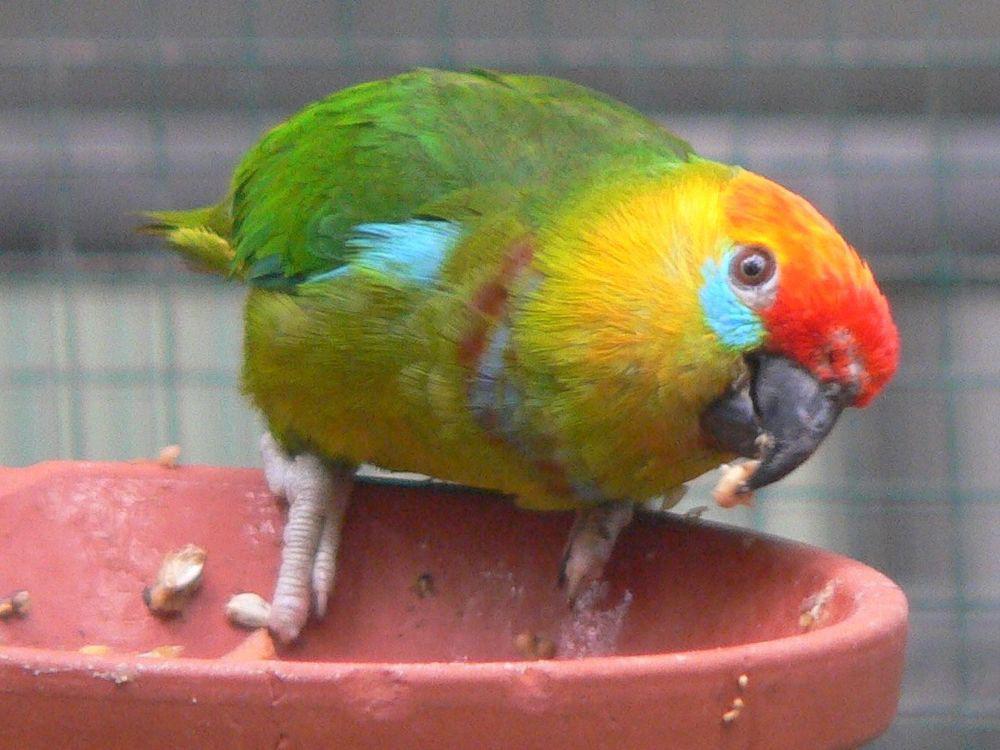 德氏果鹦鹉 / Large Fig Parrot / Psittaculirostris desmarestii