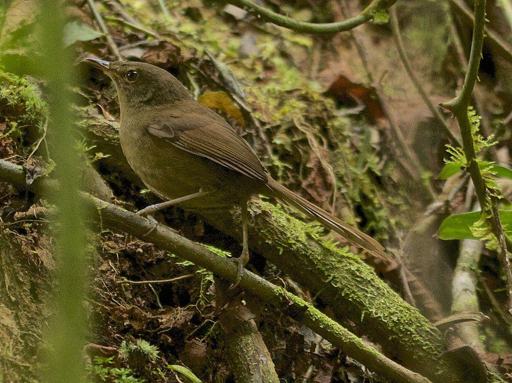 马岛薮莺 / Malagasy Brush Warbler / Nesillas typica