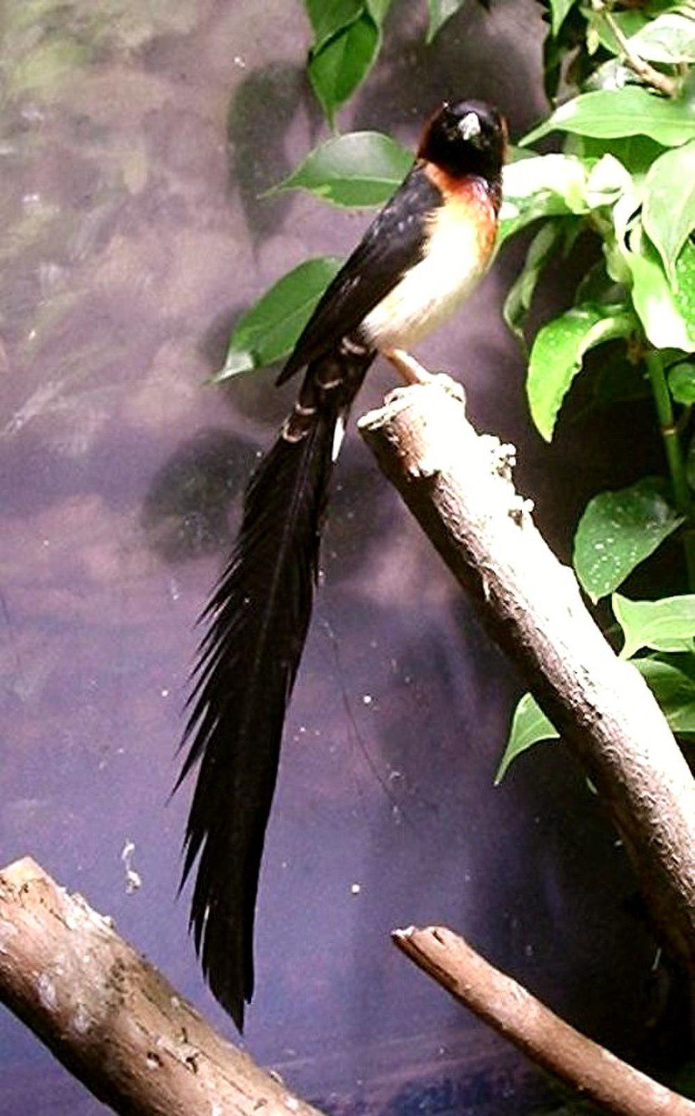 宽尾维达雀 / Broad-tailed Paradise Whydah / Vidua obtusa