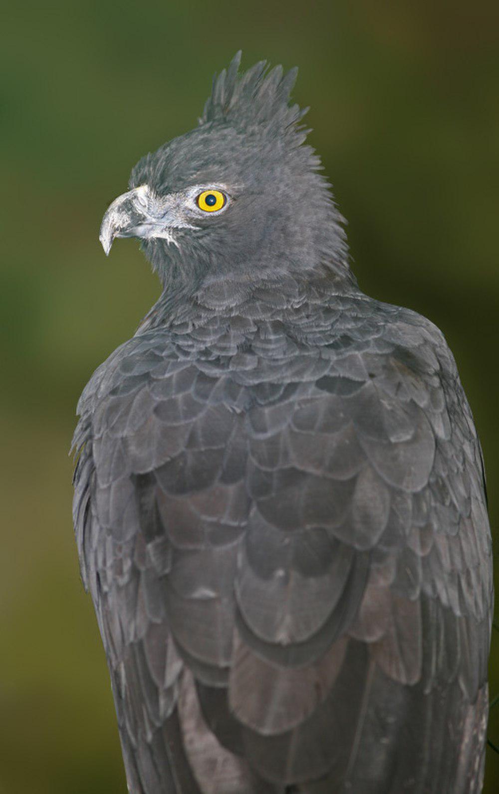 黑栗雕 / Black-and-chestnut Eagle / Spizaetus isidori