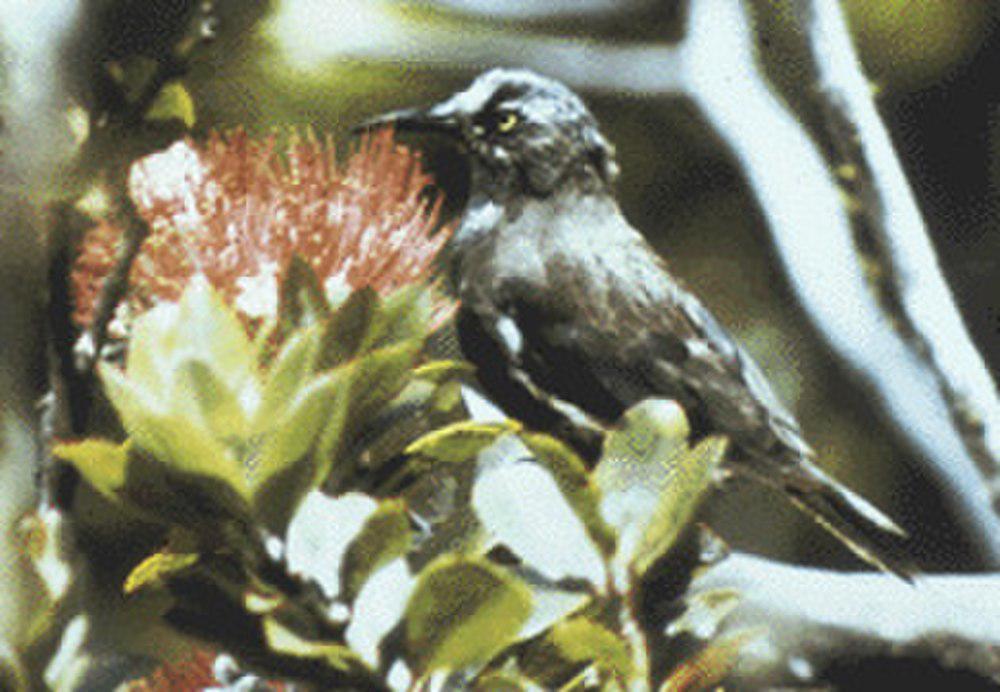 考岛吸蜜鸟 / Kauai Oo / Moho braccatus