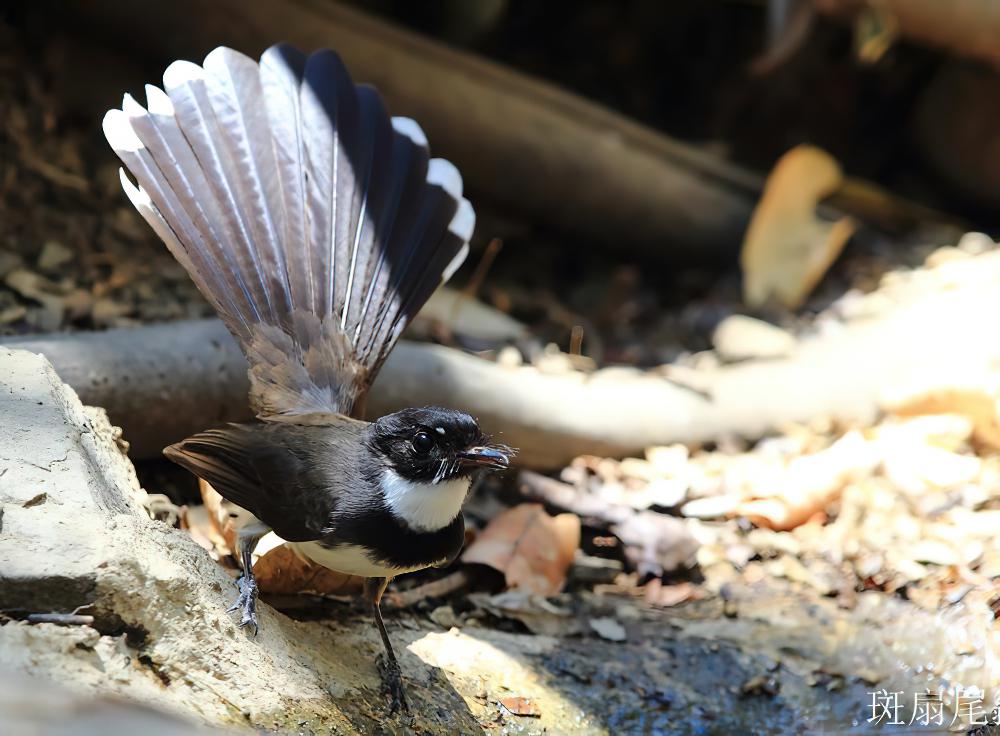 斑扇尾鹟 / Malaysian Pied Fantail / Rhipidura javanica