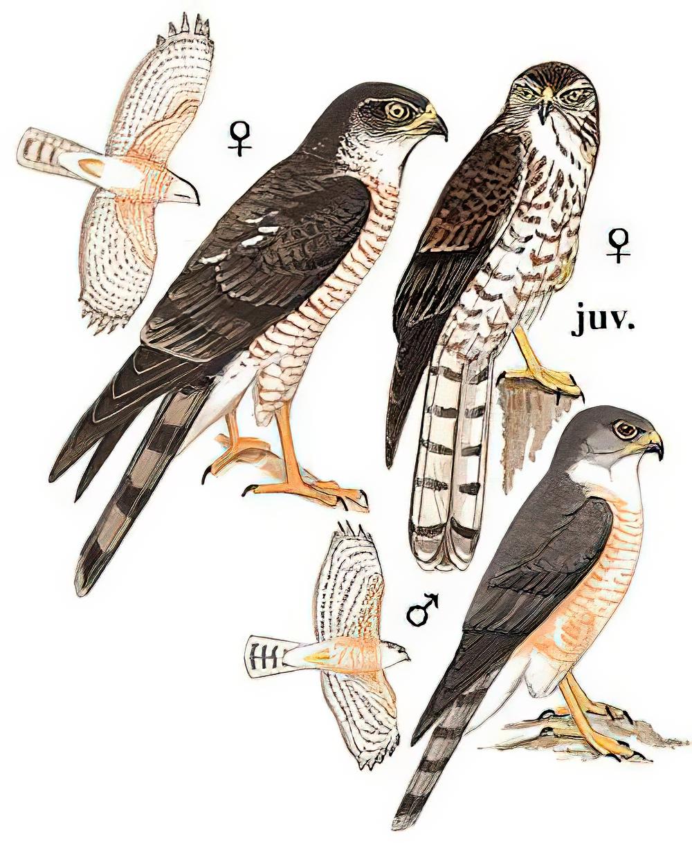 日本松雀鹰 / Japanese Sparrowhawk / Accipiter gularis