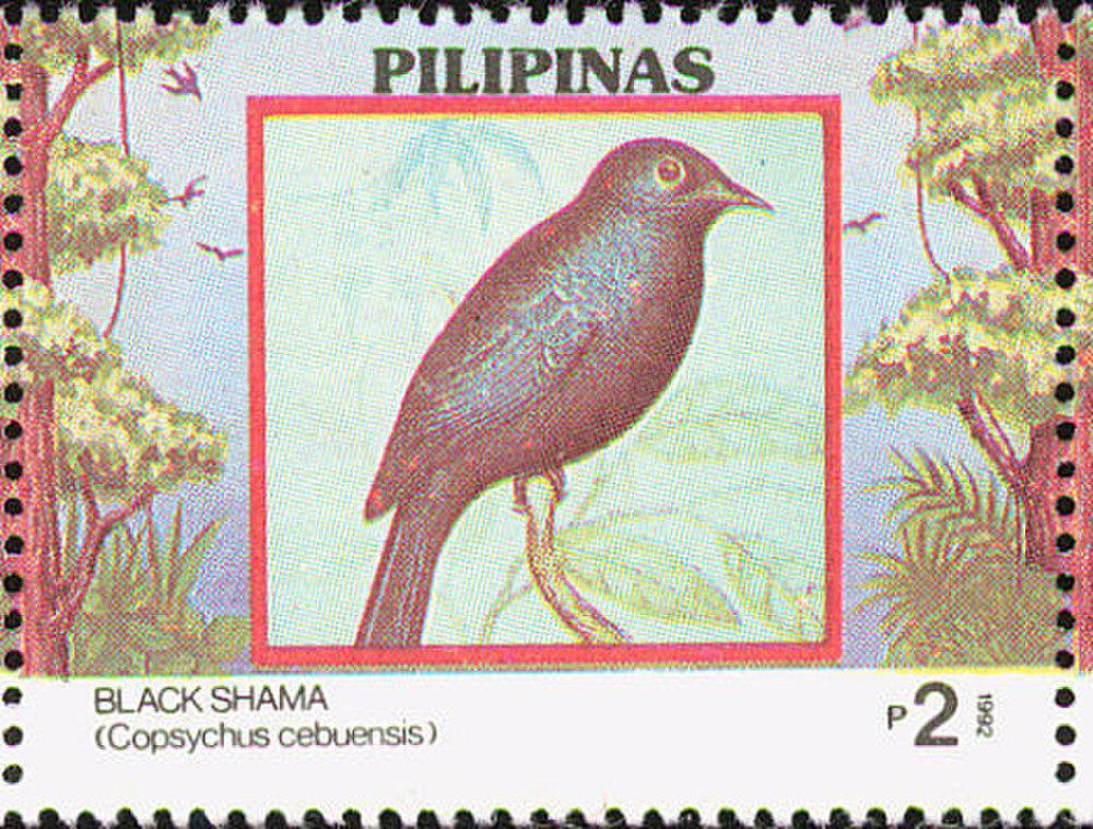黑鹊鸲 / Black Shama / Copsychus cebuensis