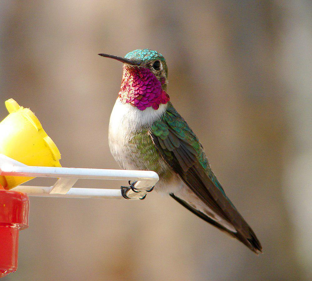 宽尾煌蜂鸟 / Broad-tailed Hummingbird / Selasphorus platycercus
