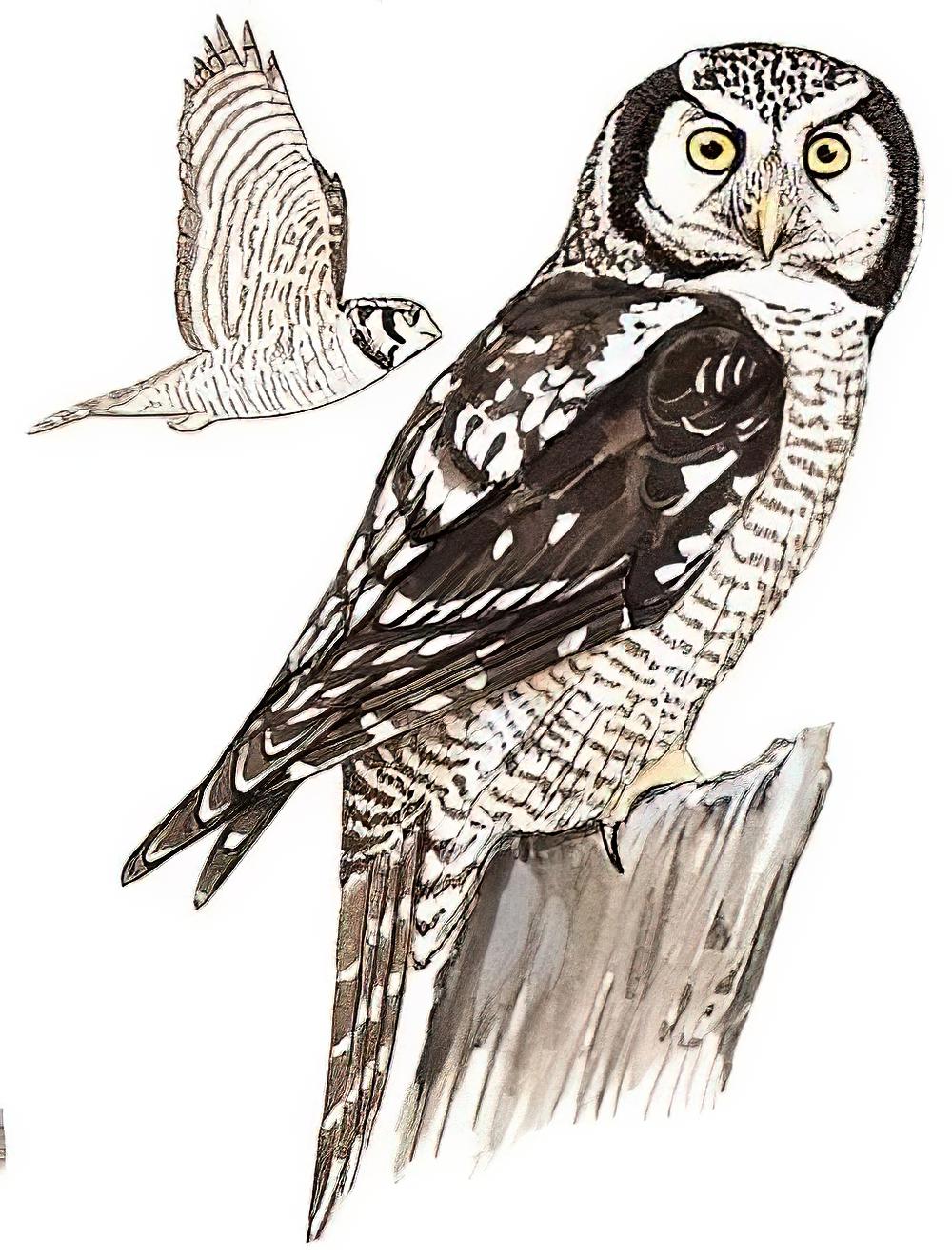猛鸮 / Northern Hawk-Owl / Surnia ulula