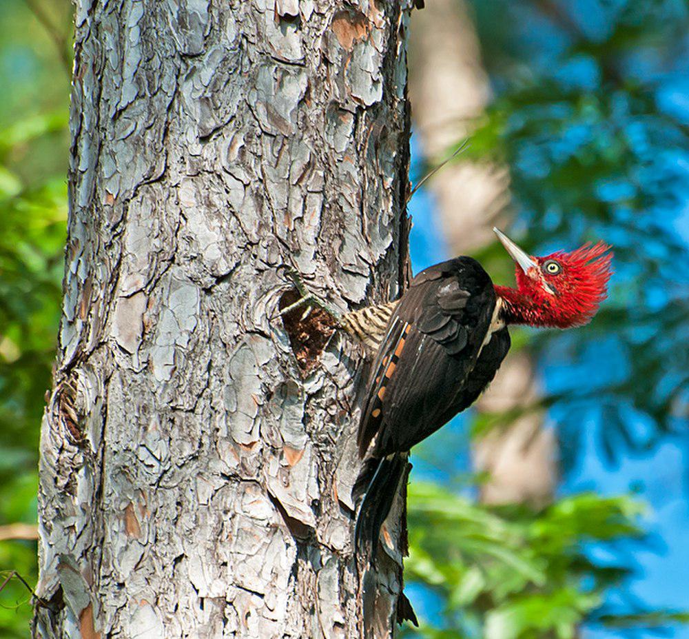 南美啄木鸟 / Robust Woodpecker / Campephilus robustus