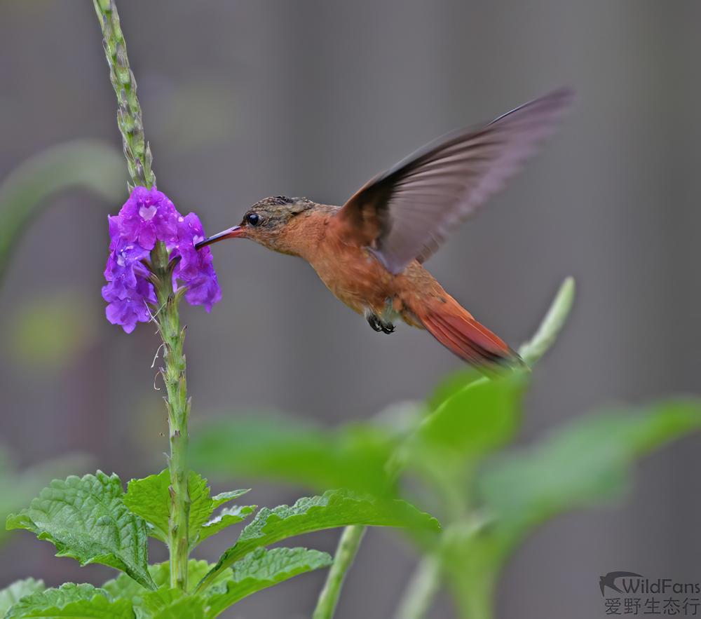 桂红蜂鸟 / Cinnamon Hummingbird / Amazilia rutila