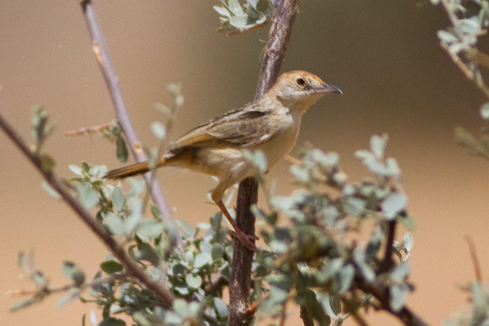 红头扇尾莺 / Red-pate Cisticola / Cisticola ruficeps