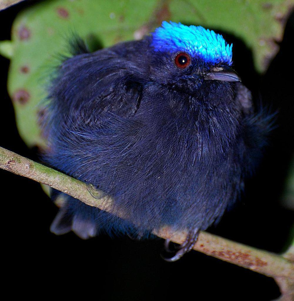 蓝冠娇鹟 / Blue-crowned Manakin / Lepidothrix coronata
