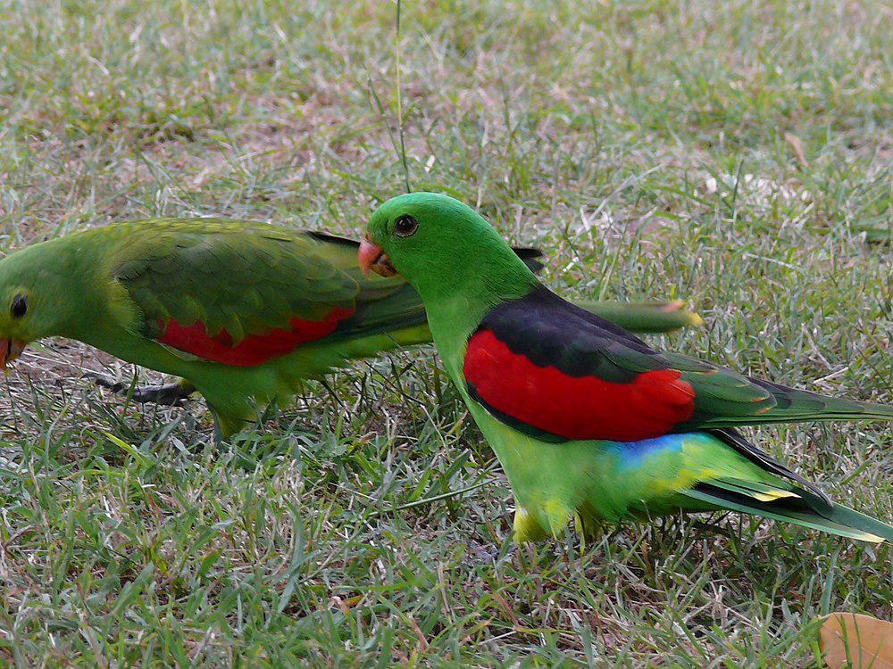 红翅鹦鹉 / Red-winged Parrot / Aprosmictus erythropterus