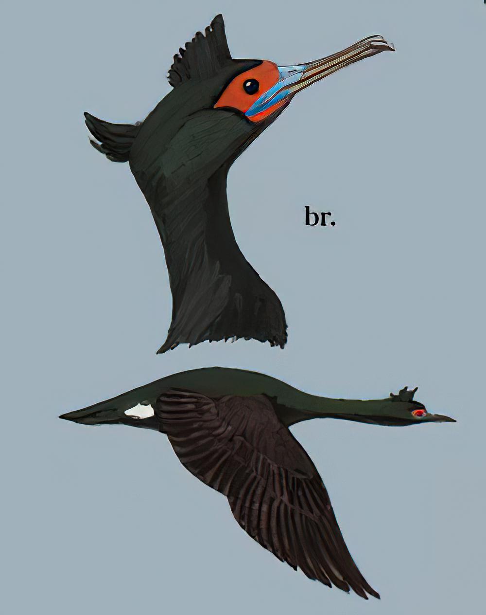 红脸鸬鹚 / Red-faced Cormorant / Phalacrocorax urile