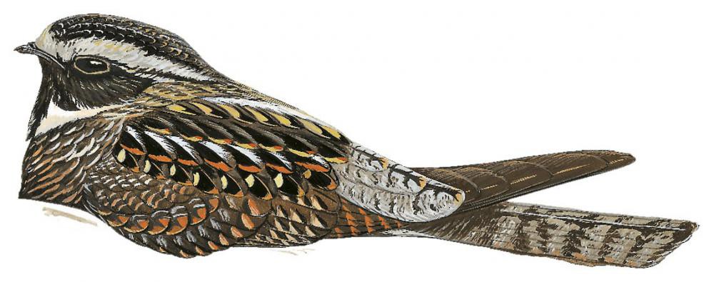 阿氏毛腿夜鹰 / Archbold's Nightjar / Eurostopodus archboldi