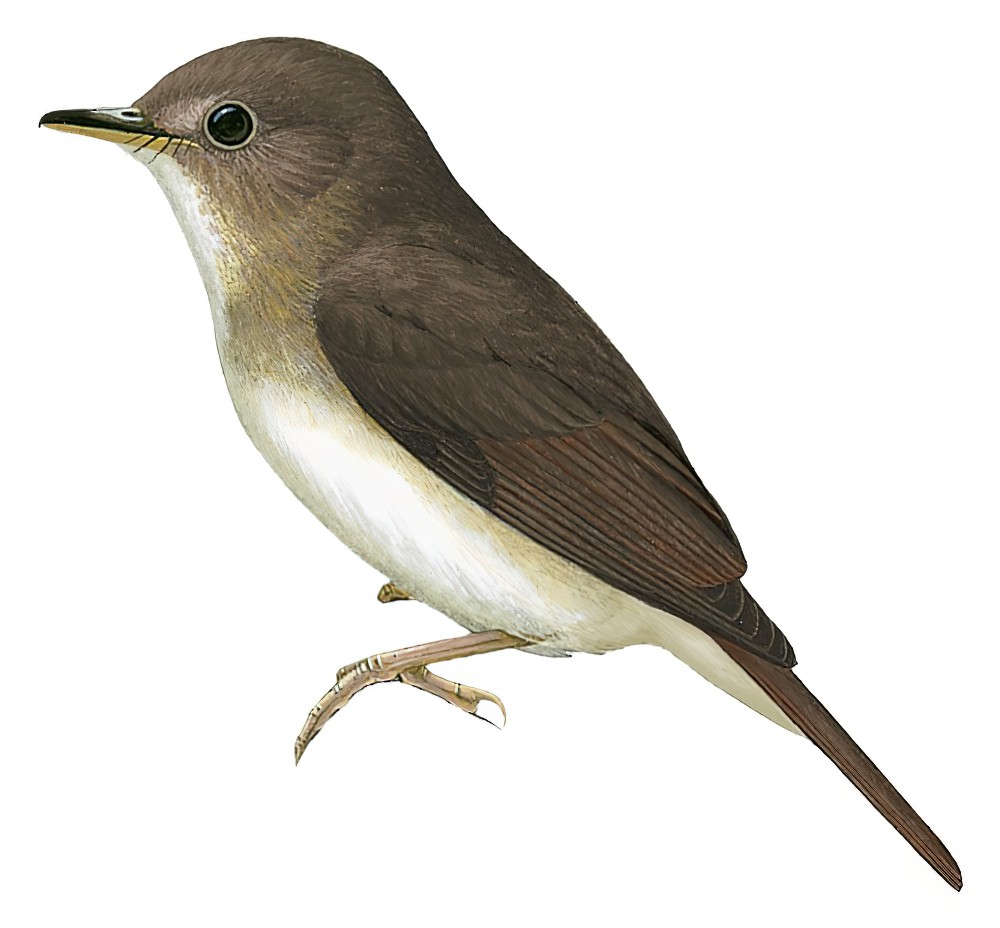 尼科巴林鹟 / Nicobar Jungle Flycatcher / Cyornis nicobaricus