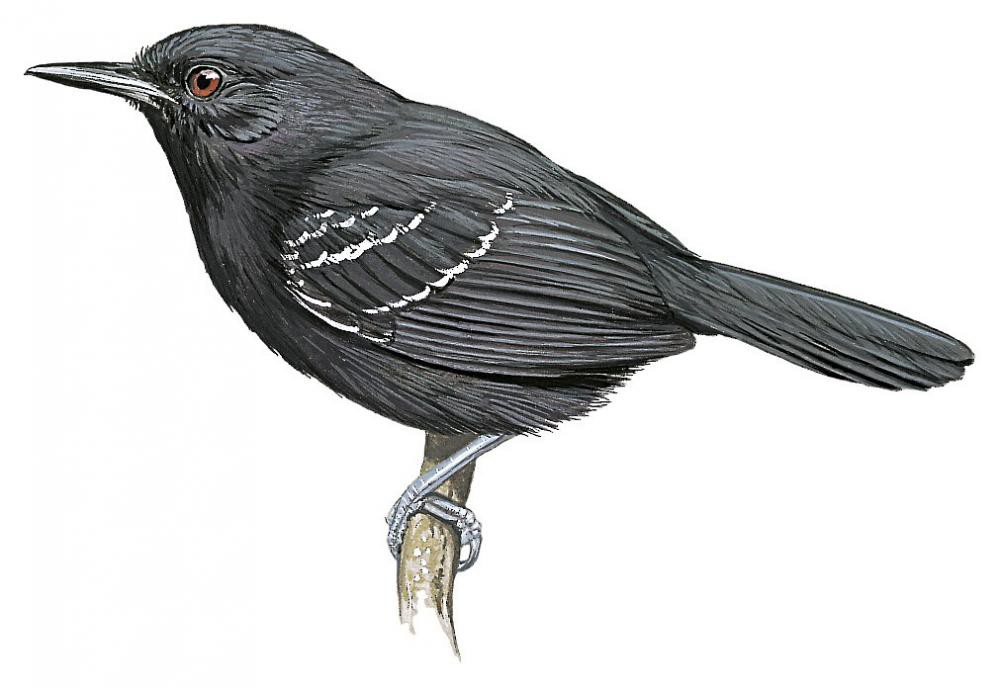 黑蚁鸟 / Black Antbird / Cercomacroides serva