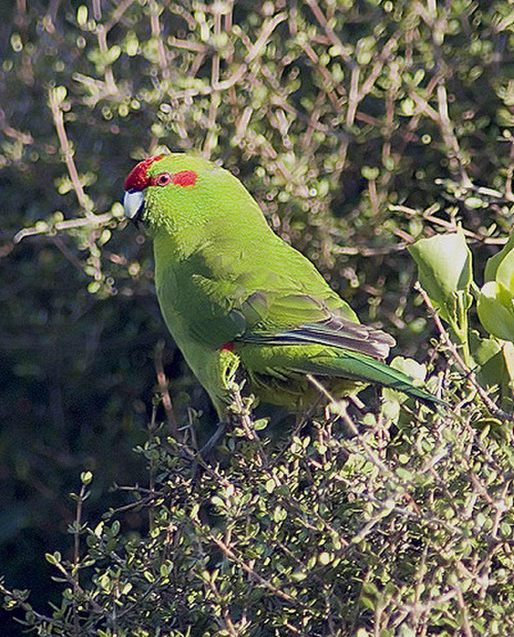 红额鹦鹉 / Red-crowned Parakeet / Cyanoramphus novaezelandiae