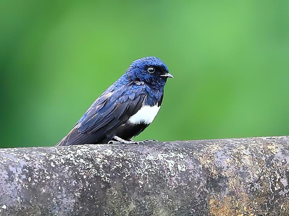 白斑燕 / White-banded Swallow / Atticora fasciata