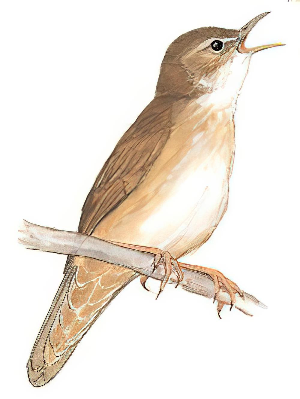 鸲蝗莺 / Savi\'s Warbler / Locustella luscinioides