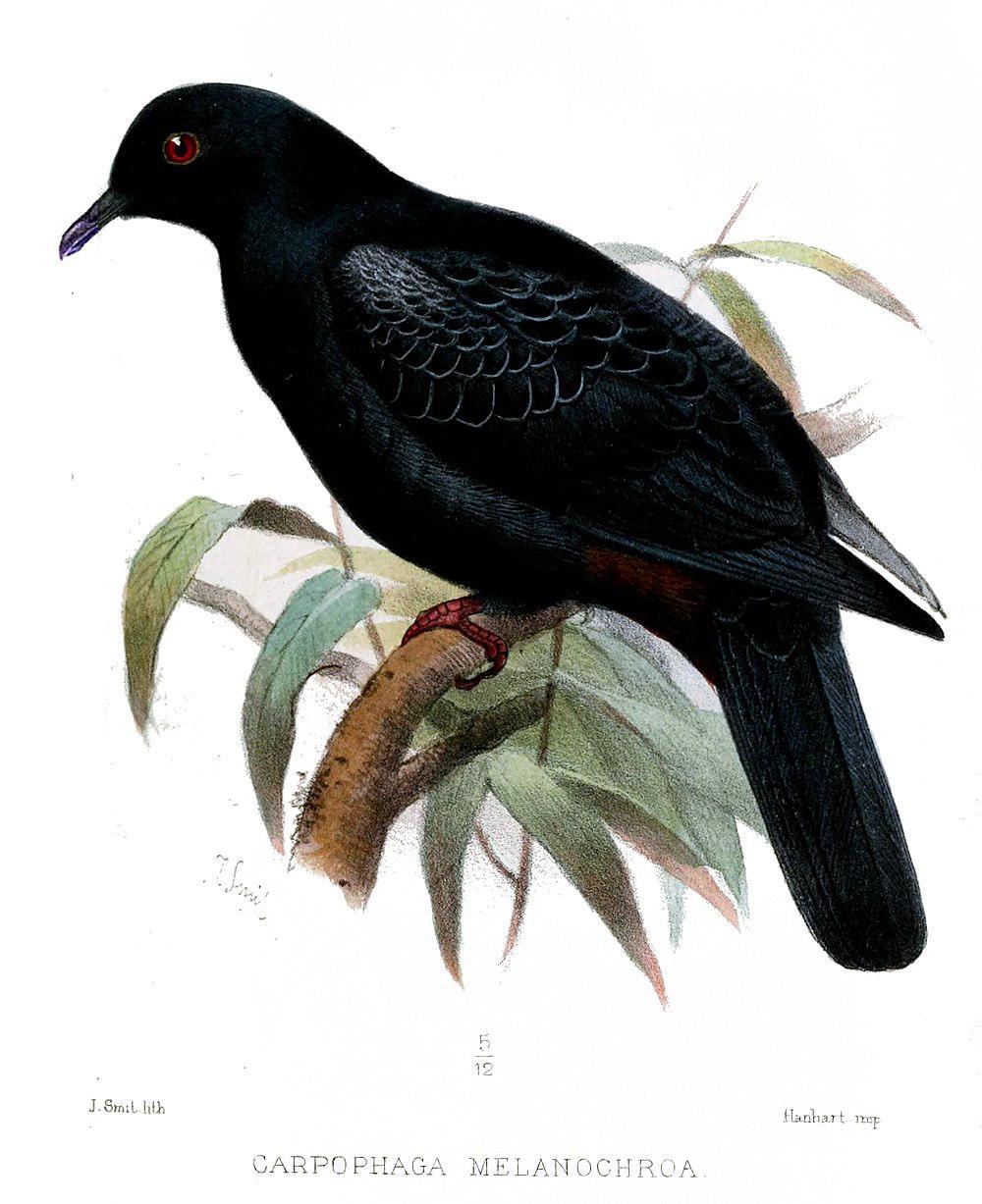 黑皇鸠 / Black Imperial Pigeon / Ducula melanochroa