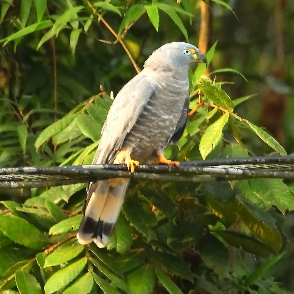 钩嘴鸢 / Hook-billed Kite / Chondrohierax uncinatus