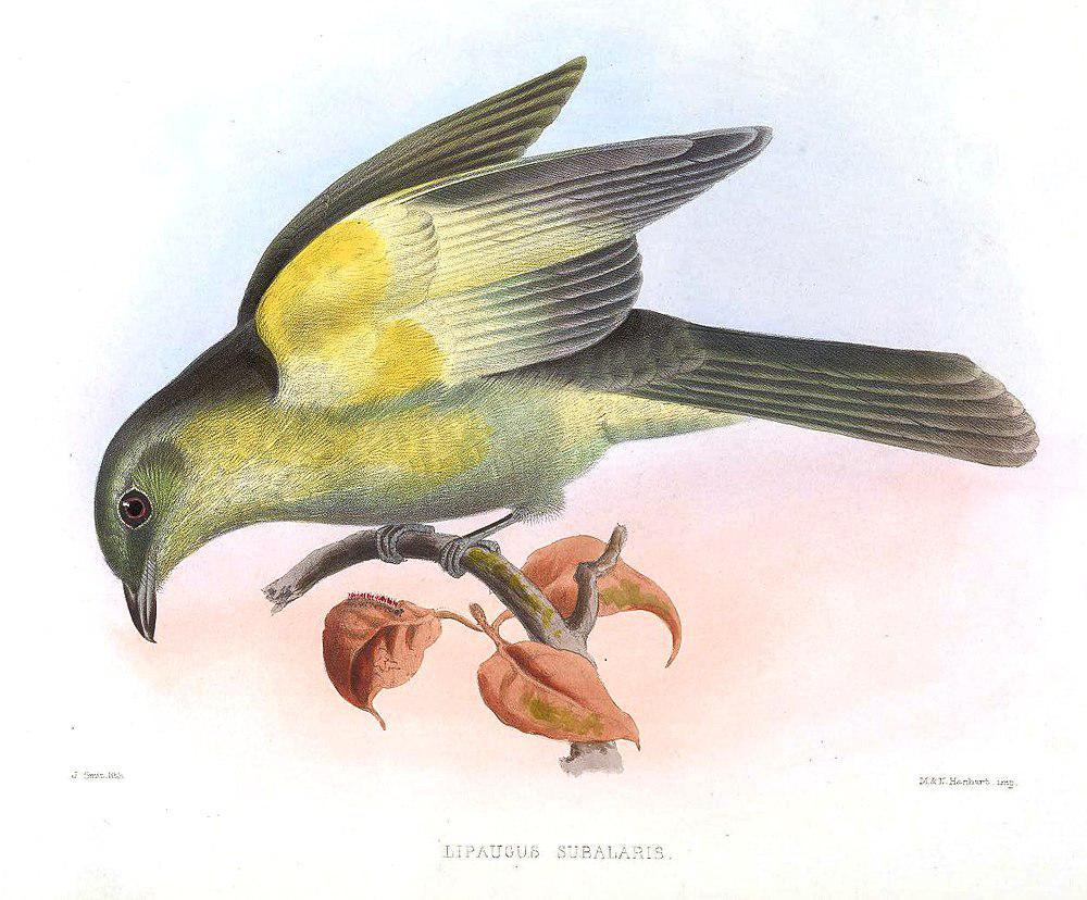 灰尾伞鸟 / Grey-tailed Piha / Snowornis subalaris