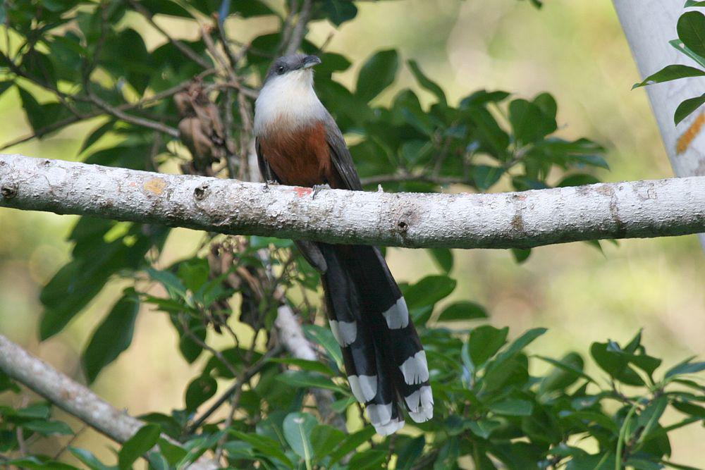栗腹鹃 / Chestnut-bellied Cuckoo / Coccyzus pluvialis