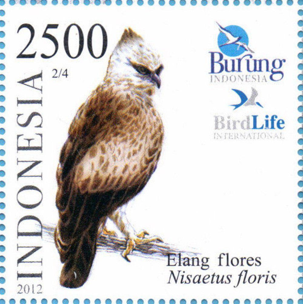 弗氏鹰雕 / Flores Hawk-Eagle / Nisaetus floris