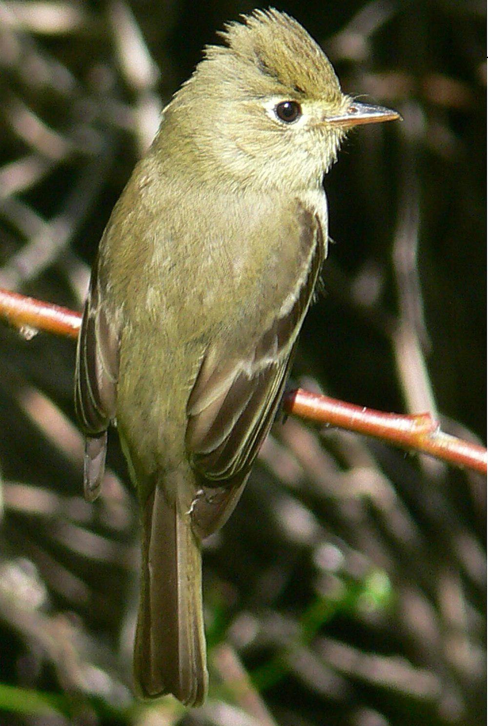 北美纹霸鹟 / Pacific-slope Flycatcher / Empidonax difficilis