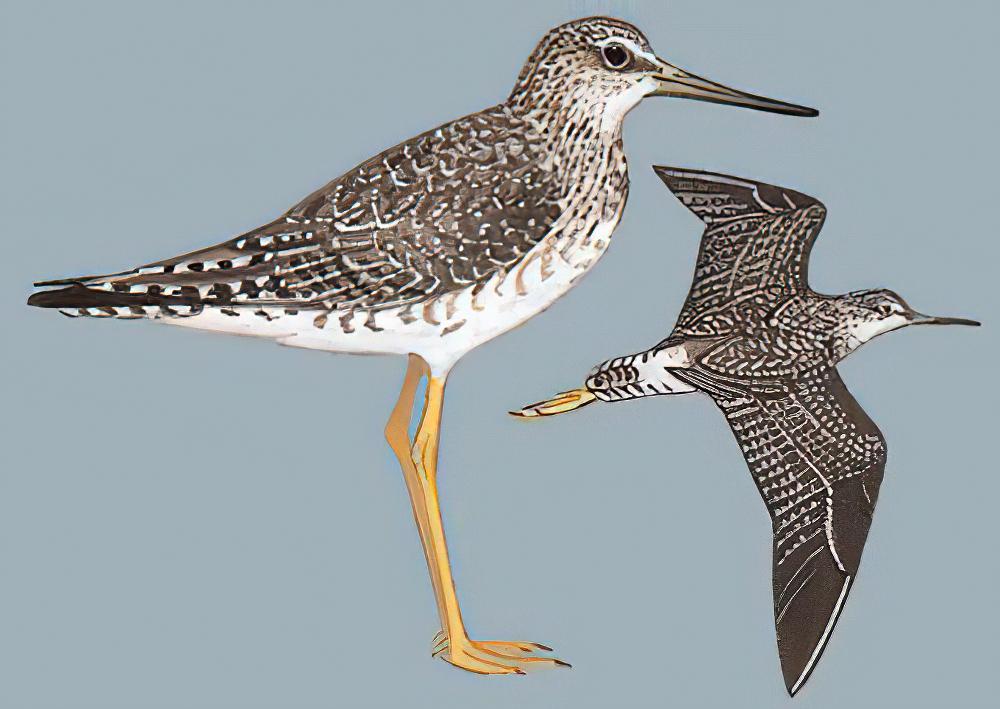 小黄脚鹬 / Lesser Yellowlegs / Tringa flavipes