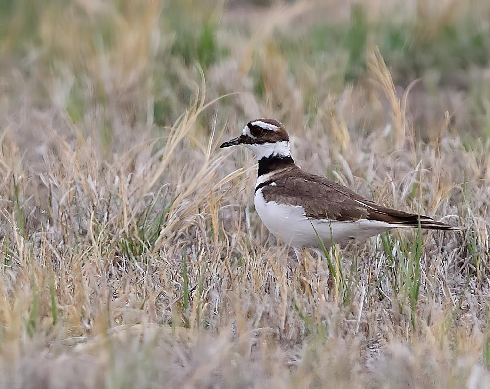 双领鸻 / Killdeer / Charadrius vociferus