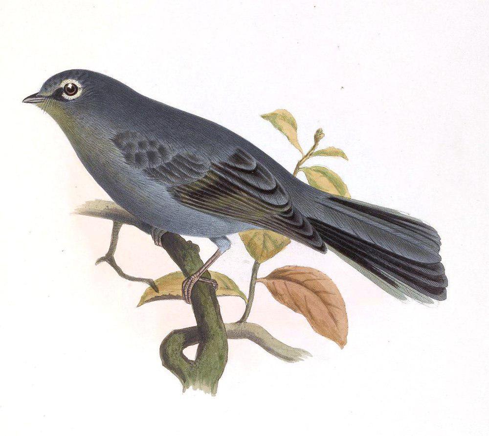 灰孤鸫 / Slate-colored Solitaire / Myadestes unicolor