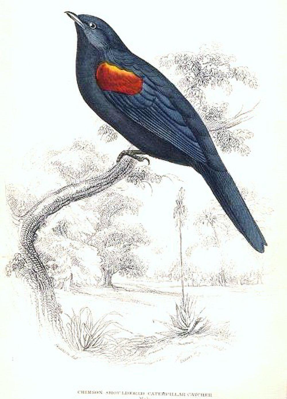 红肩鹃鵙 / Red-shouldered Cuckooshrike / Campephaga phoenicea