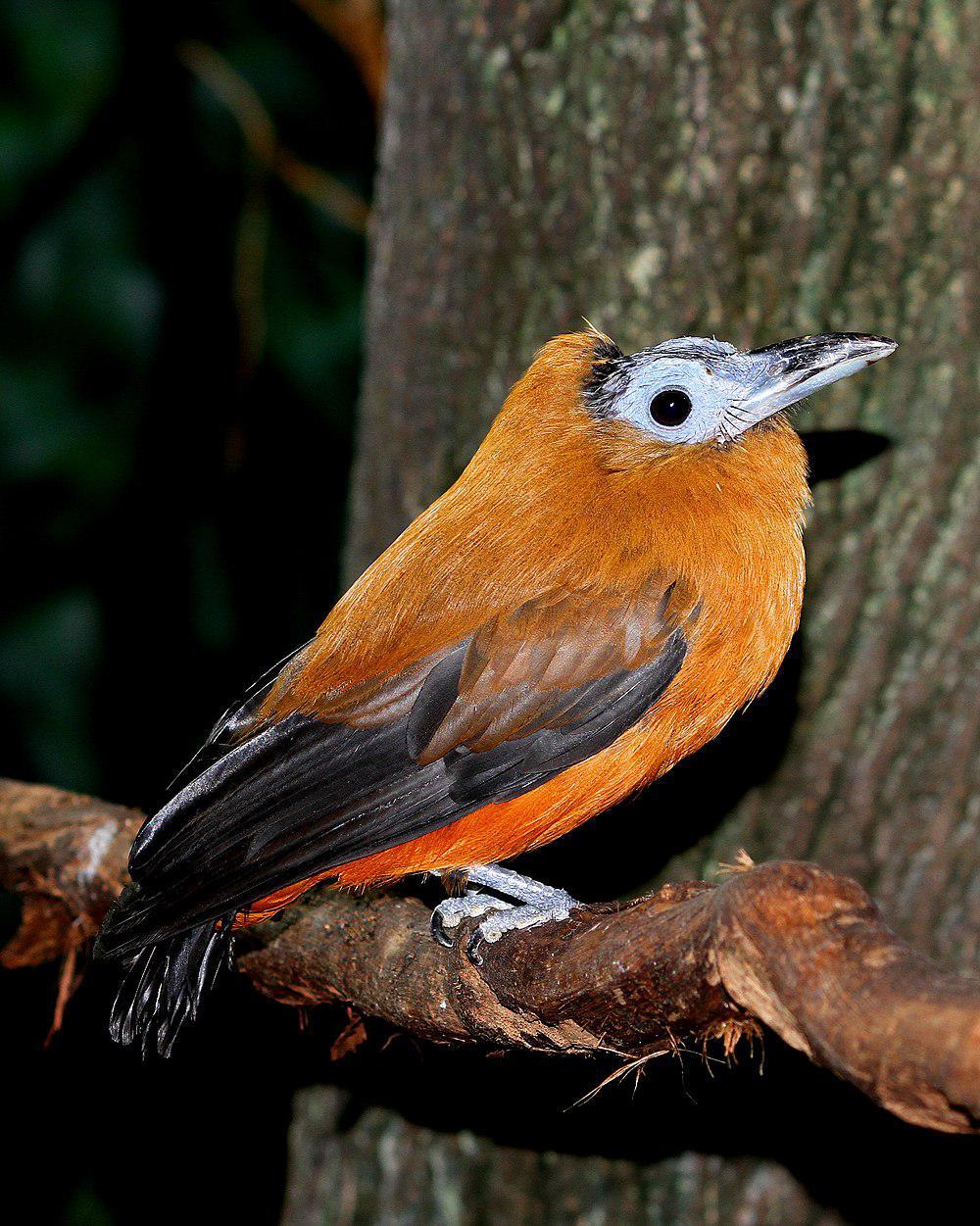 三色伞鸟 / Capuchinbird / Perissocephalus tricolor
