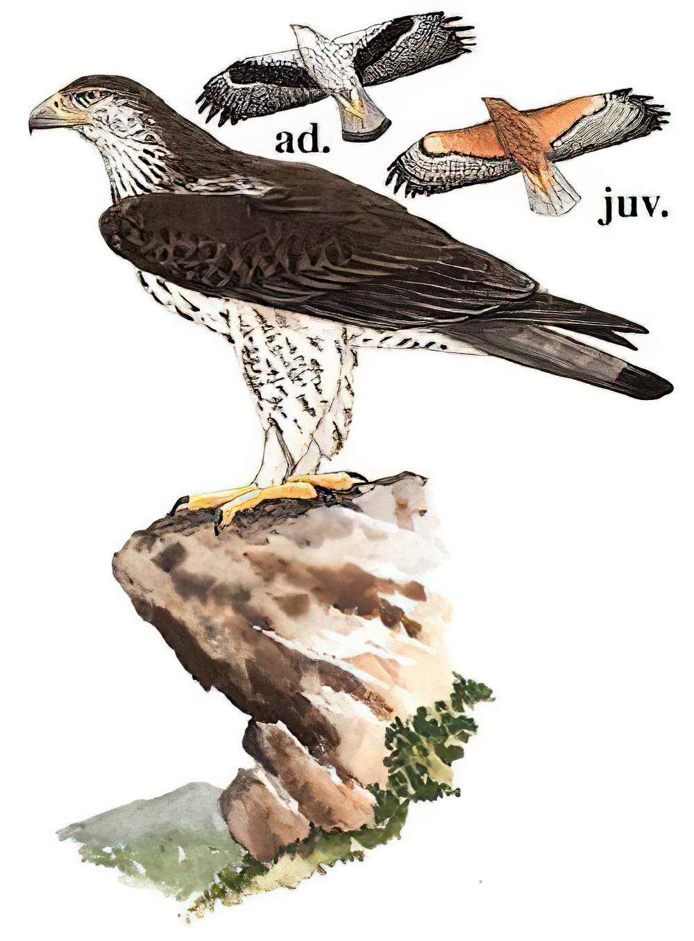白腹隼雕 / Bonelli\'s Eagle / Aquila fasciata