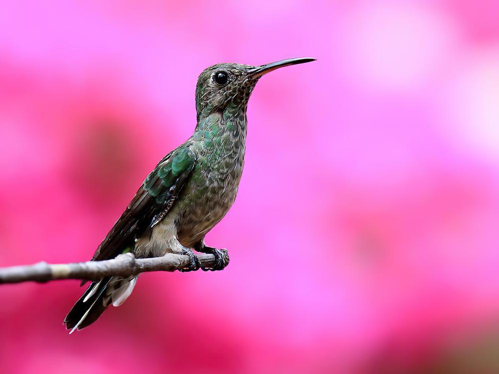 青喉蜂鸟 / Sapphire-throated Hummingbird / Chrysuronia coeruleogularis