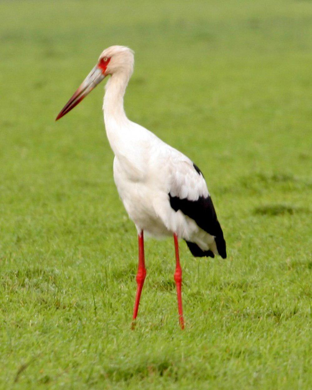 黑尾鹳 / Maguari Stork / Ciconia maguari