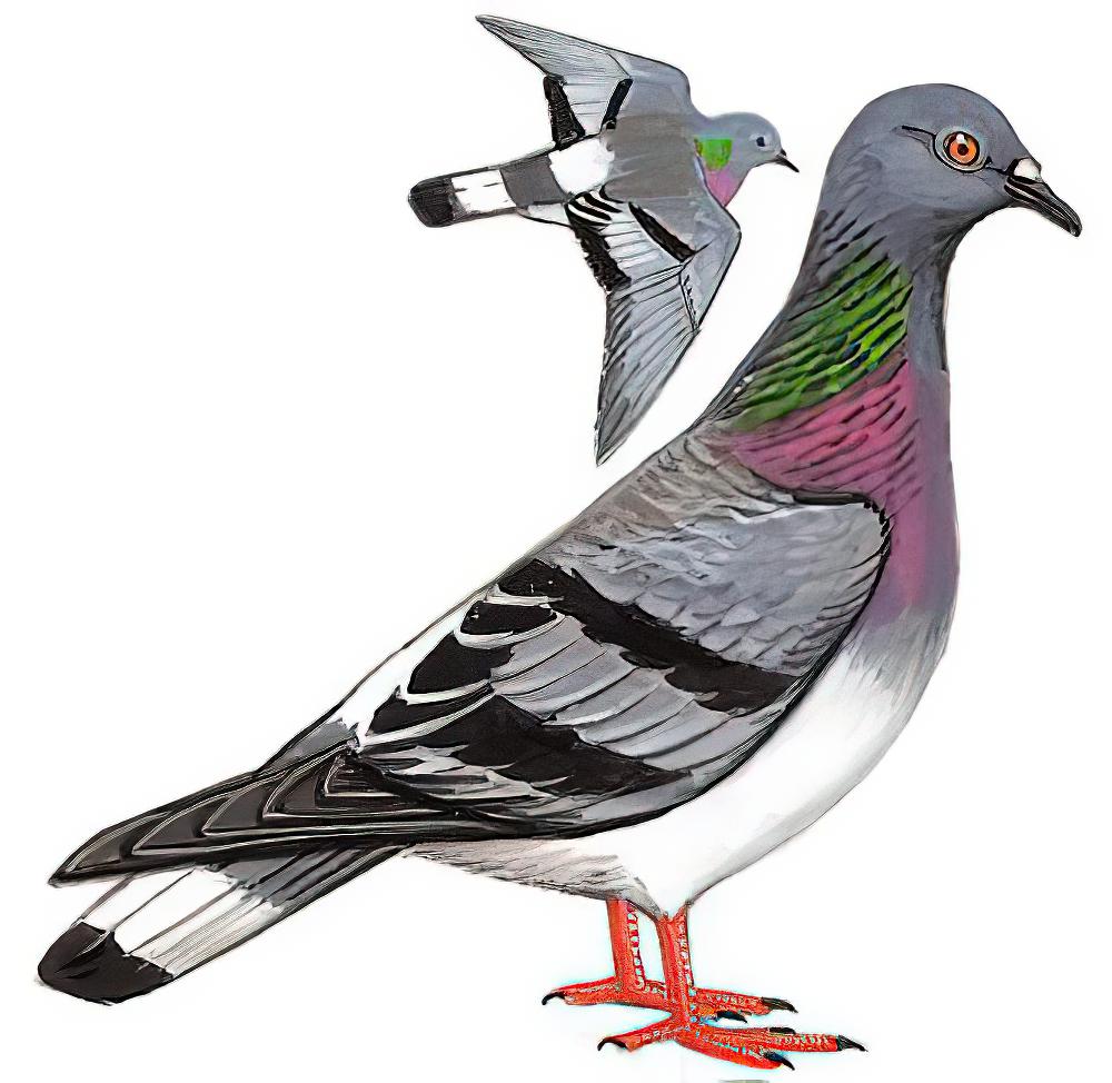 岩鸽 / Hill Pigeon / Columba rupestris