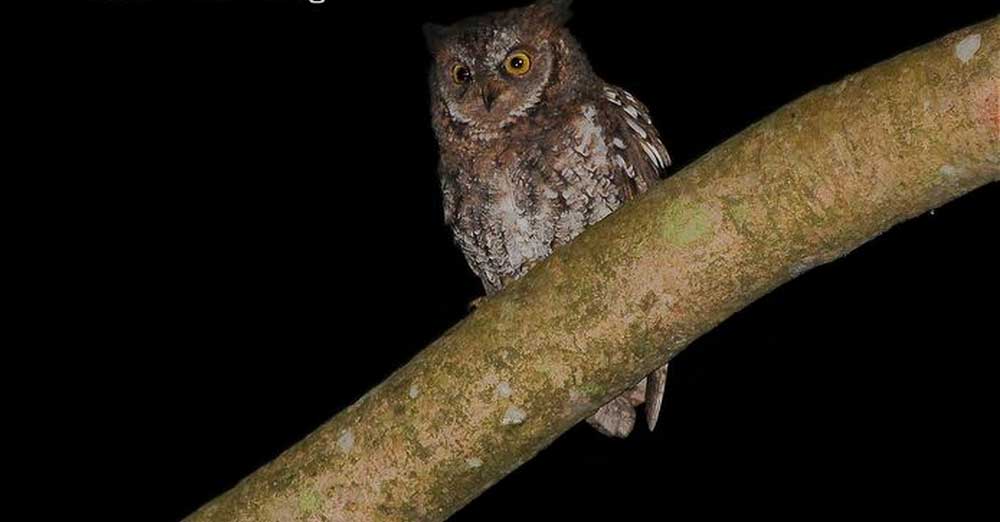 林加尼山角鸮 / Rinjani Scops Owl / Otus jolandae