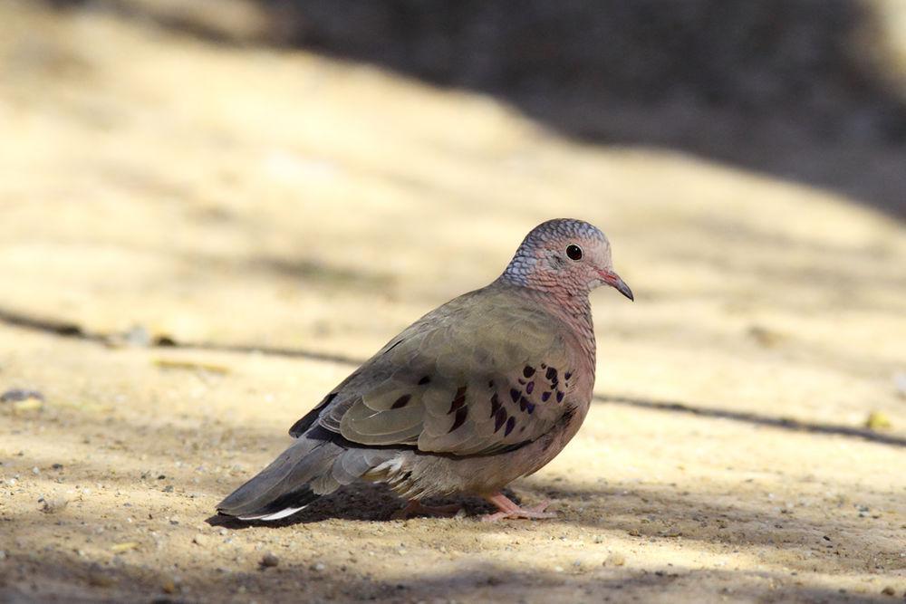 地鸠 / Common Ground Dove / Columbina passerina