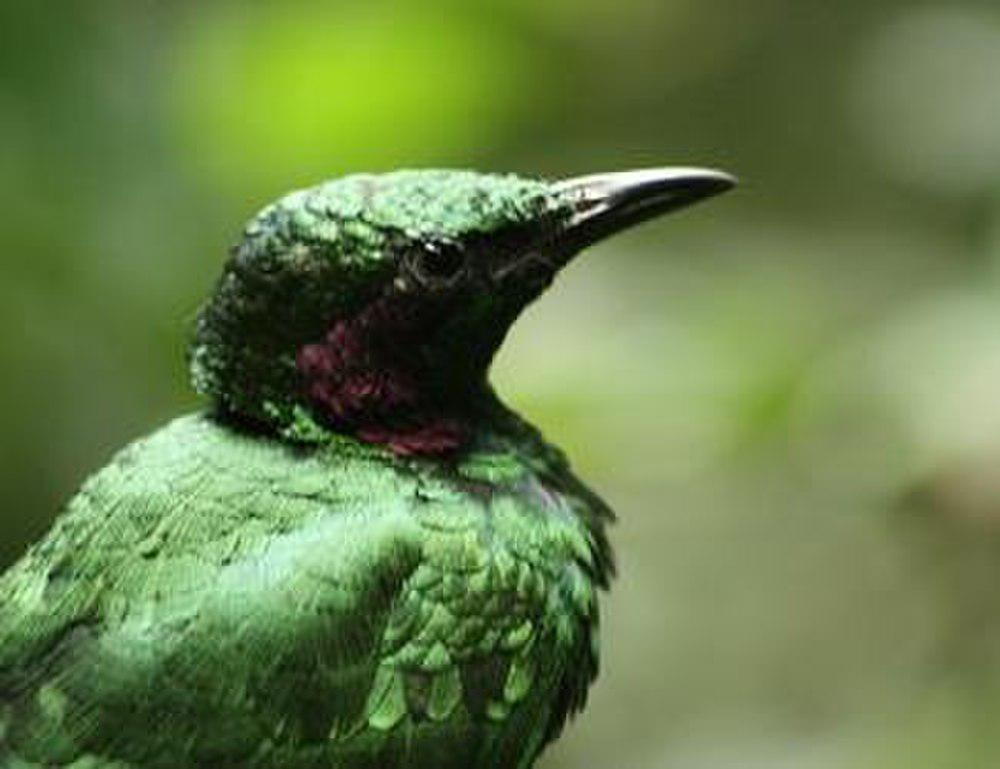 翠辉椋鸟 / Emerald Starling / Lamprotornis iris