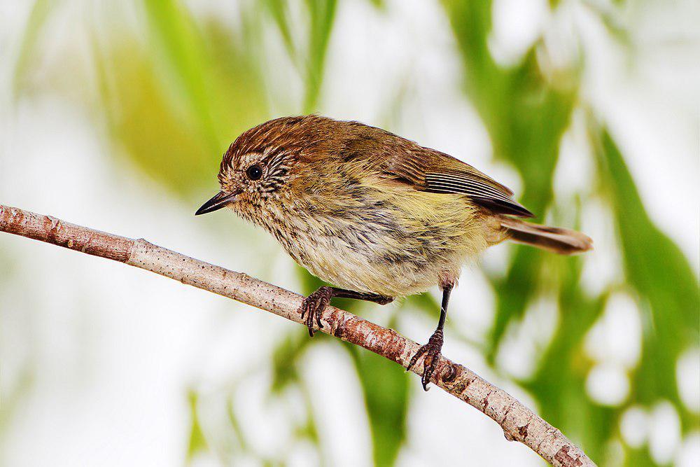 纵纹刺嘴莺 / Striated Thornbill / Acanthiza lineata