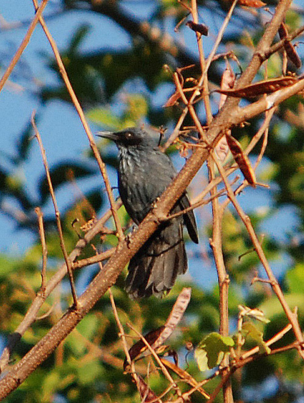 蓝嘲鸫 / Blue Mockingbird / Melanotis caerulescens