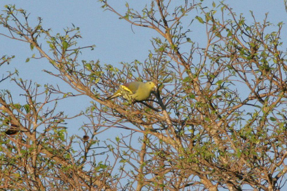 松巴绿鸠 / Sumba Green Pigeon / Treron teysmannii