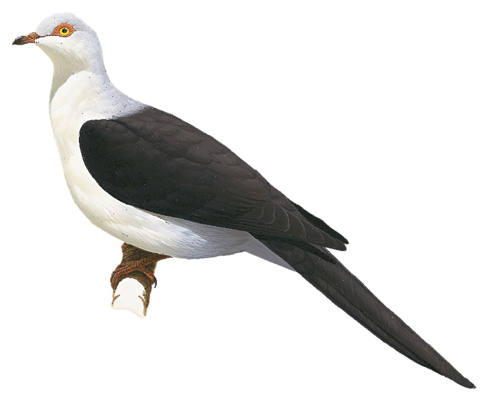 黑白长尾鸠 / Pied Cuckoo-Dove / Reinwardtoena browni
