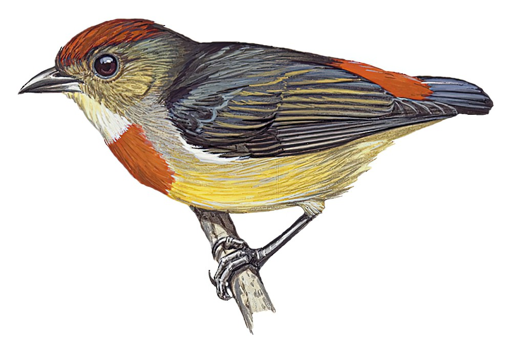 路易啄花鸟 / Louisiade Flowerpecker / Dicaeum nitidum