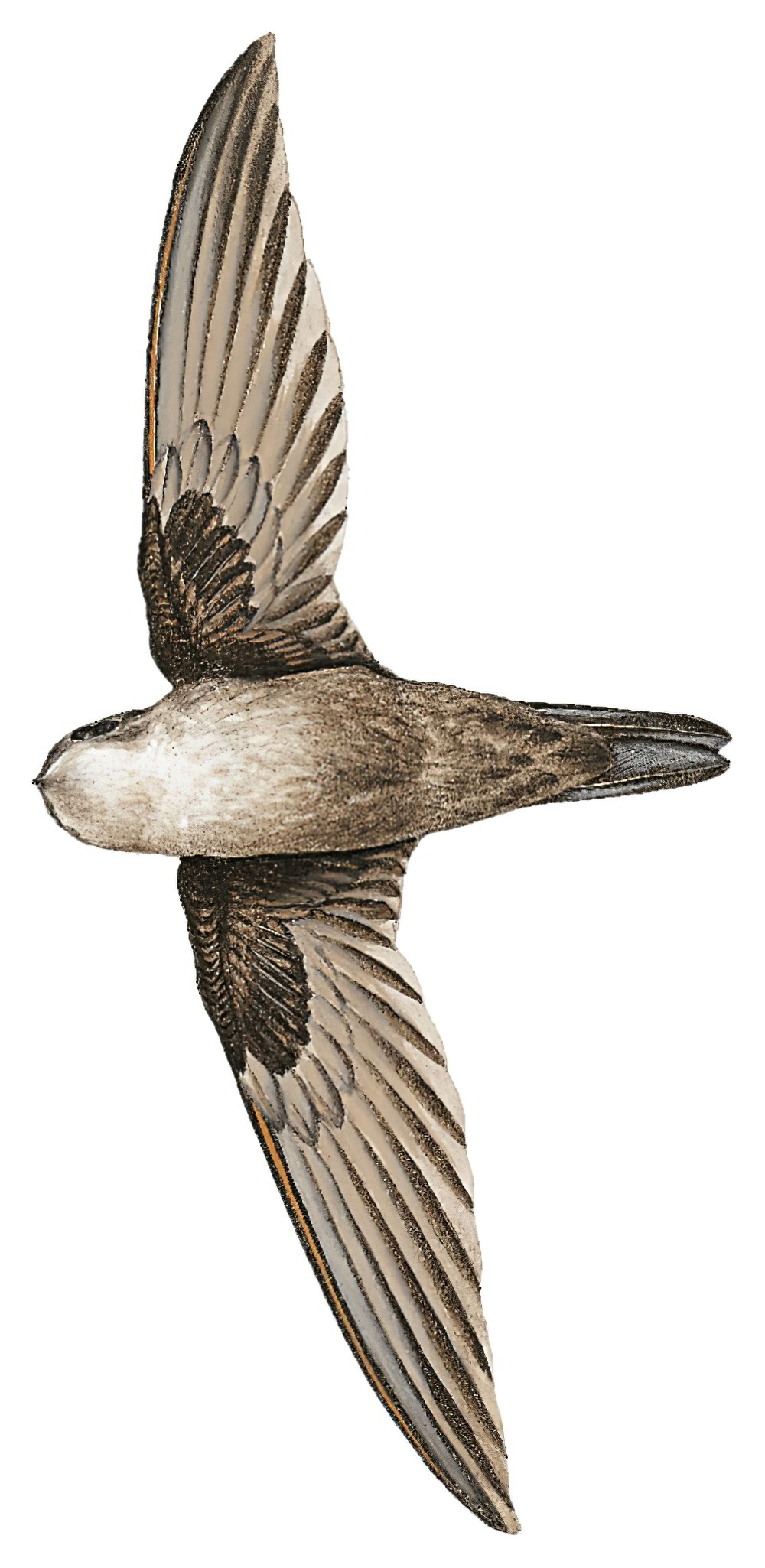 巴布亚金丝燕 / Three-toed Swiftlet / Aerodramus papuensis