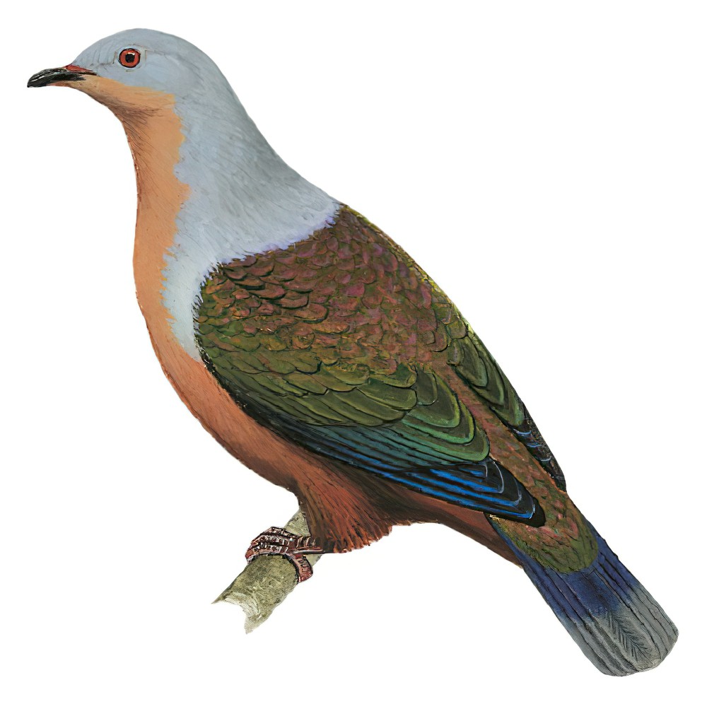 红胸皇鸠 / Rufescent Imperial Pigeon / Ducula chalconota