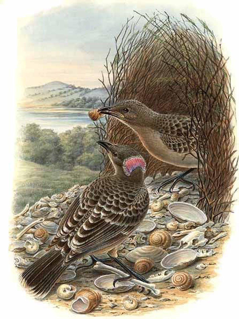 大亭鸟 / Great Bowerbird / Chlamydera nuchalis